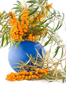 Medical And Beautiful Buckthorn Berries Stock Image Medical And Beautiful Buckthorn Berries Stock Image
