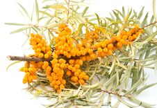 Medical Berries Of Buckthorn Berries Royalty Free Stock Image Medical Berries Of Buckthorn Berries Royalty Free Stock Image