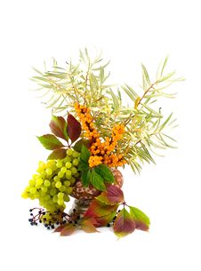 Medicinal Buckthorn Berries With Wild Grapes Royalty Free Stock Photos