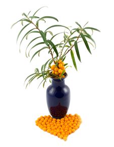 Vase With Branch Of Buckthorn Berries Royalty Free Stock Image Vase With Branch Of Buckthorn Berries Royalty Free Stock Image