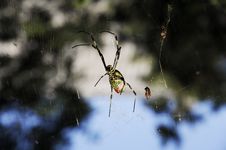 Spider Royalty Free Stock Photo Spider Royalty Free Stock Photo