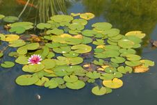 Pink Water Lily In The Pond Stock Photography Pink Water Lily In The Pond Stock Photography