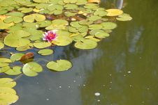 Pink Water Lily In The Pond Stock Photos Pink Water Lily In The Pond Stock Photos
