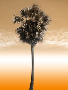 Palm Tree Royalty Free Stock Photos Palm Tree Royalty Free Stock Photos