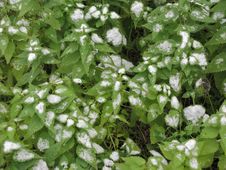 Snow On A Nettle Royalty Free Stock Photo Snow On A Nettle Royalty Free Stock Photo