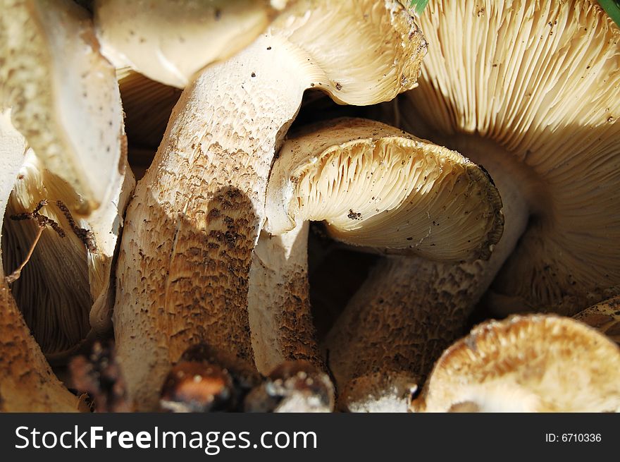 Cluster of mushrooms in nature. Cluster of mushrooms in nature