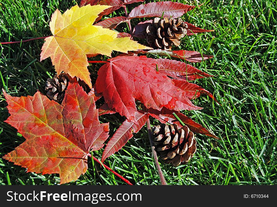 Bright maple leaves and pine cones on green grass. Bright maple leaves and pine cones on green grass.