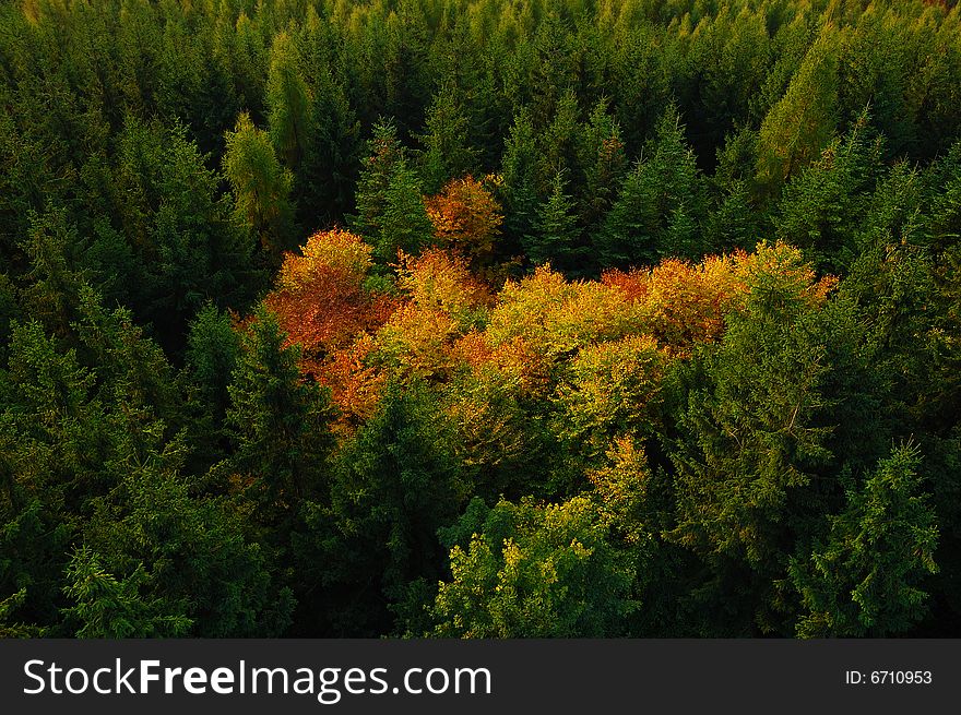 Autumn landscape with fog and coloured tree