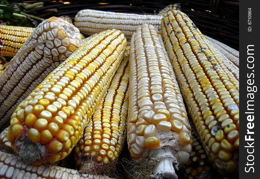 Yellow cobs of corn drying in the sun