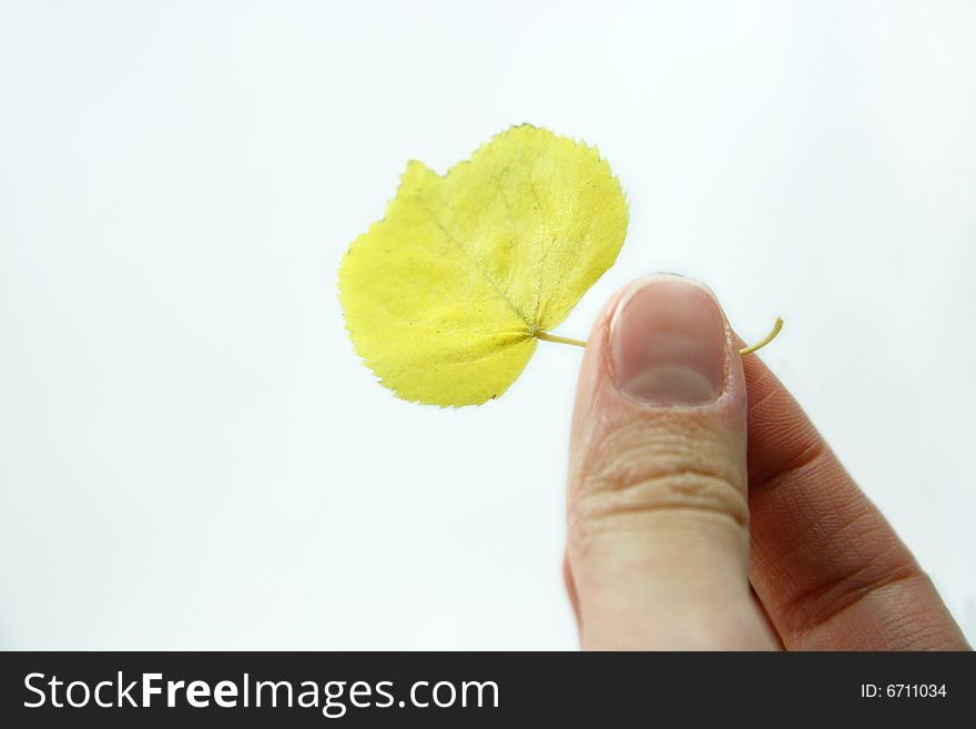 A heart-shaped yellow leaf in hand