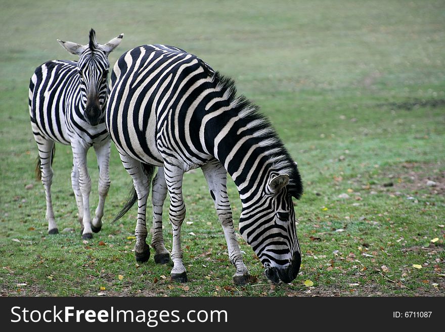 Young zebra walking follow his mother. Young zebra walking follow his mother