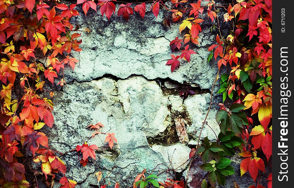 Vine branch on the wall. Autumn background.