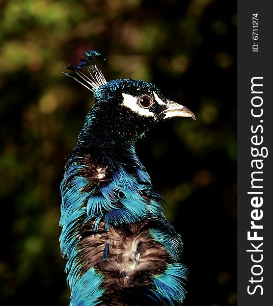 Closeup of a colorful peacock bird