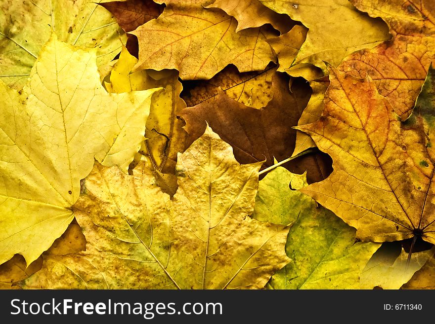 Autumn background with the fallen down yellow leaves