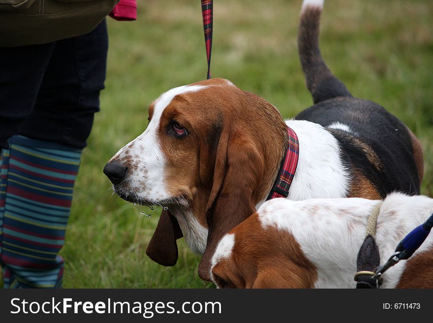 pedigree dog