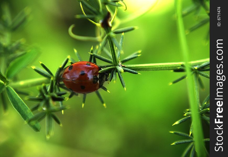 Ladybird on the branch over beautiful green background.