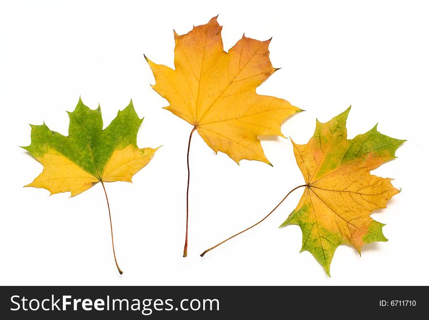 Three colorful autumn leaves isolated on white