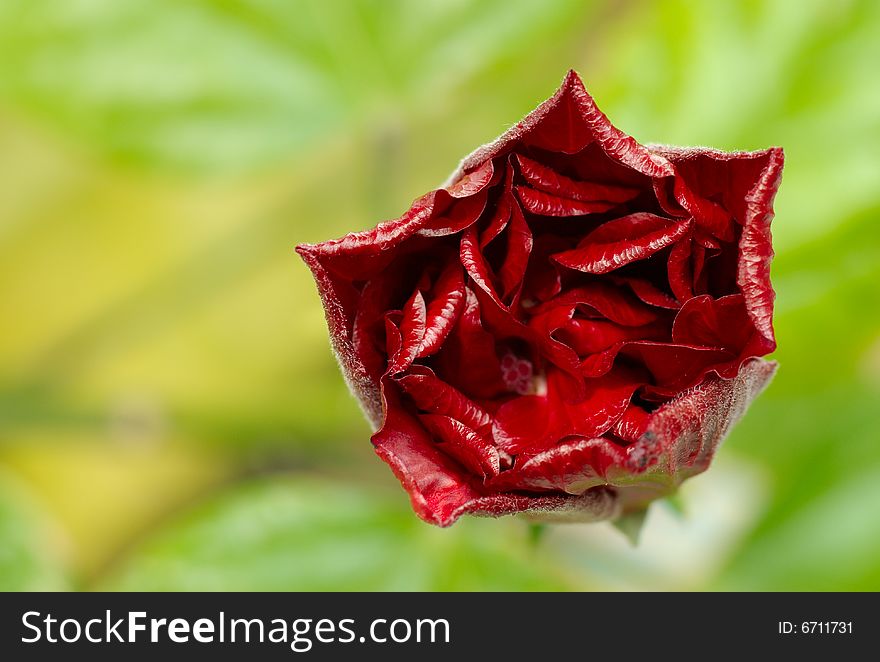 Close up picture of chinese hibiscus flower. Close up picture of chinese hibiscus flower