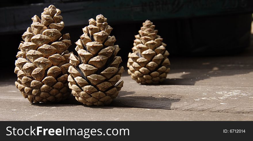 Three pine cones standing side in a row