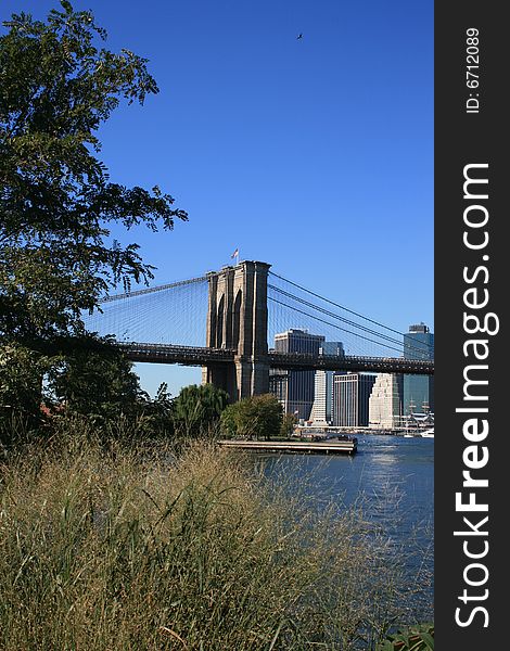 Foliage along the East River. Brooklyn Bridge and Lower Manhattan in the background.