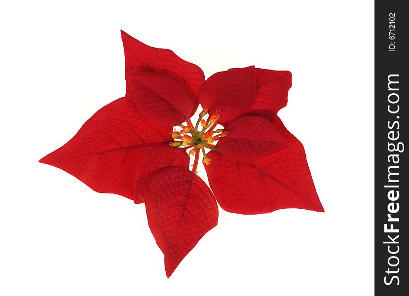 Poinsettia, photo on the white background