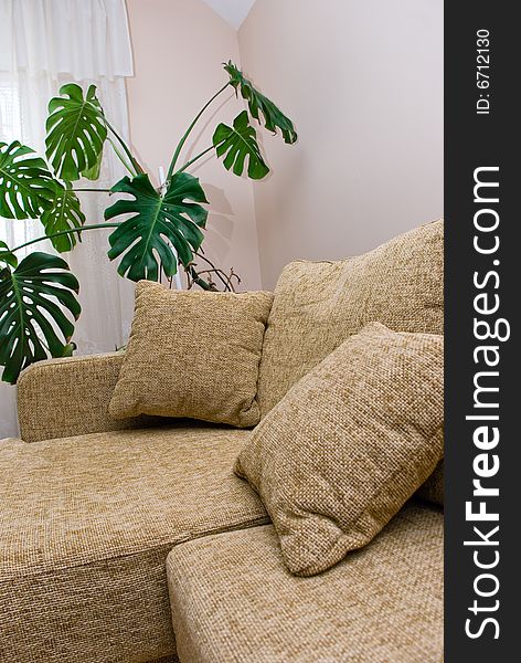 Picture of a sofa and a plant inside a house. Picture of a sofa and a plant inside a house