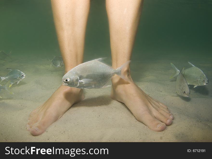 Legs and feet underwater with fish swimming around. Legs and feet underwater with fish swimming around