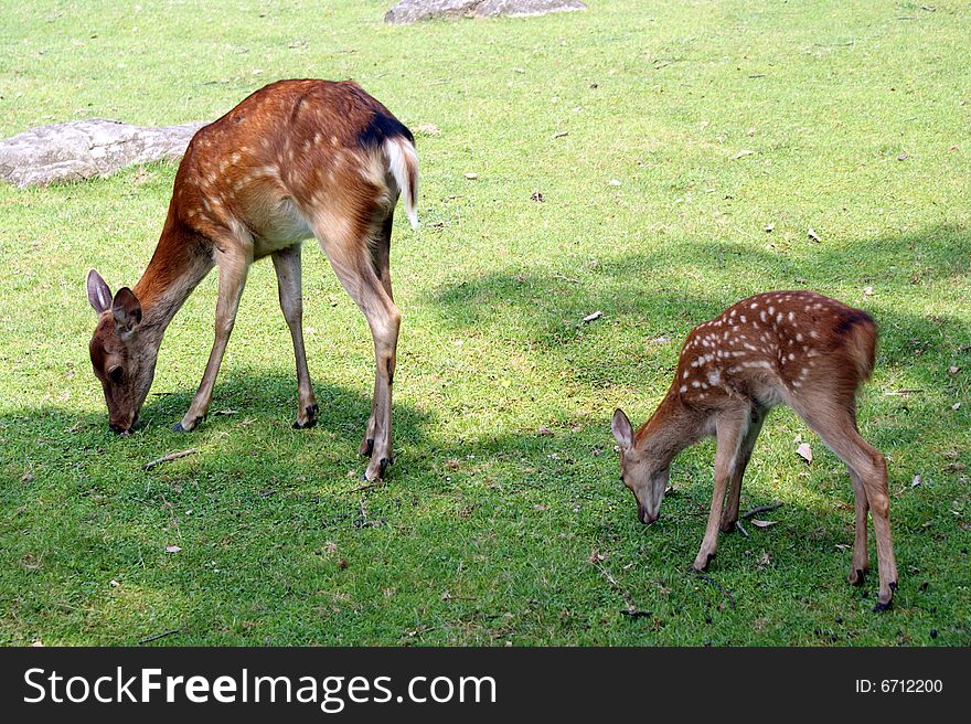 A deer eating grass at Nara Natural Park. A deer eating grass at Nara Natural Park