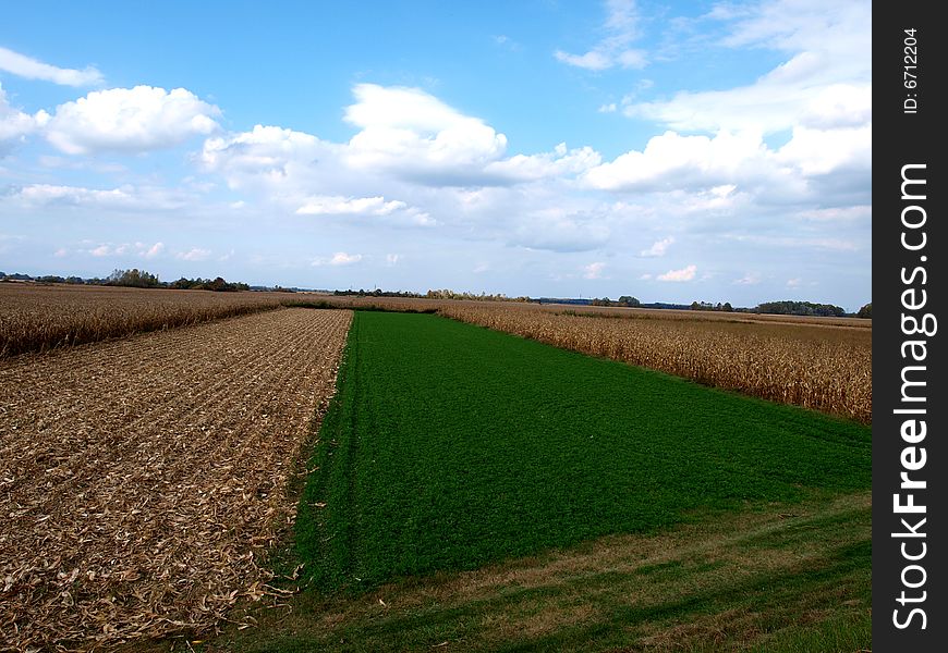 Agricultural field  of the corn and oil scop