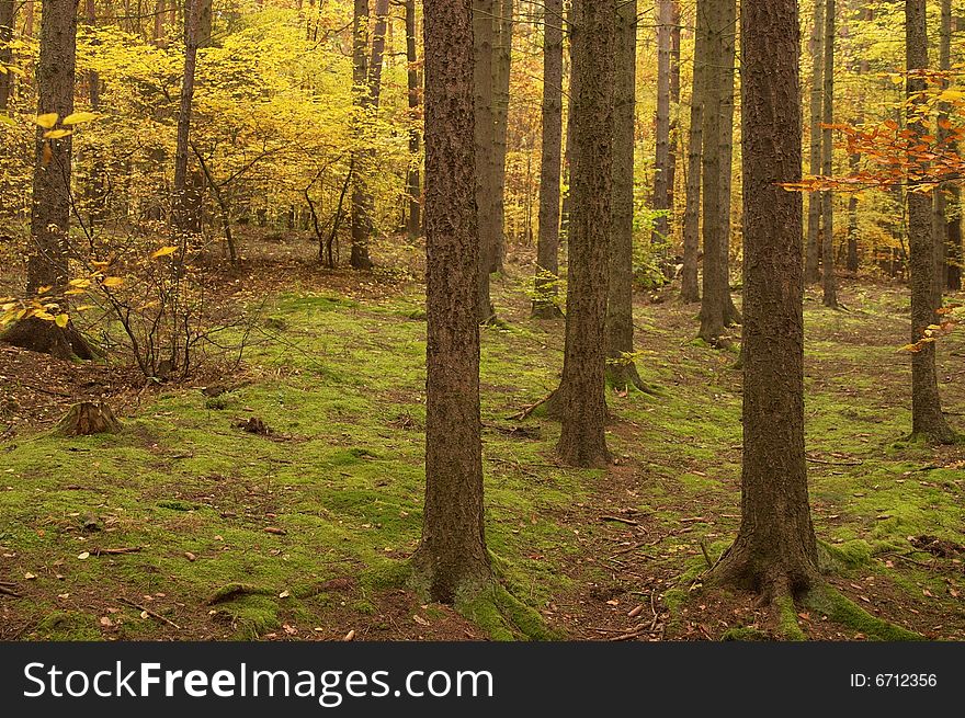 Autumn forest in Czech Republic like from fairy tale