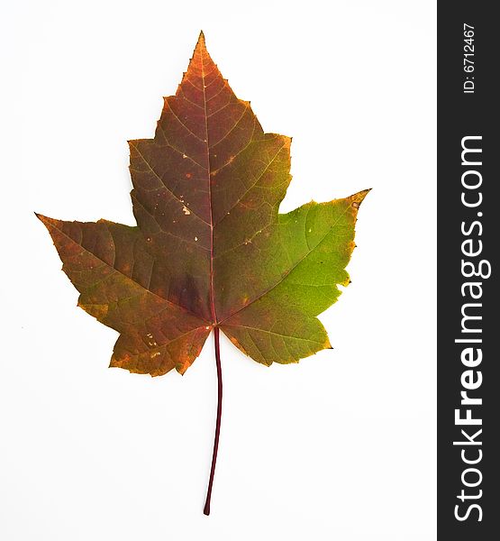 A view of a maple leaf on white background