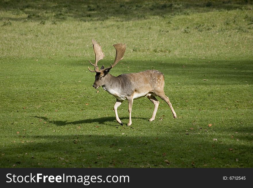 A young deer at field