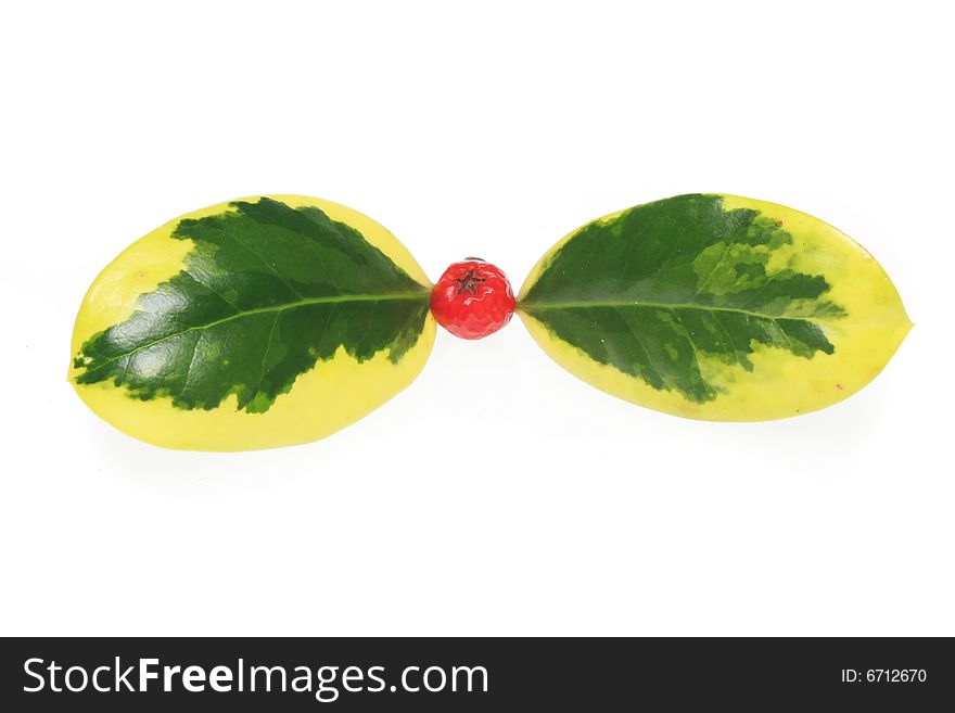 Variegated holly and berry on white