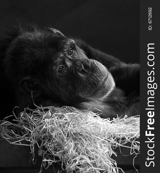 Old chimpanzee releaxing on straw bedding. Old chimpanzee releaxing on straw bedding