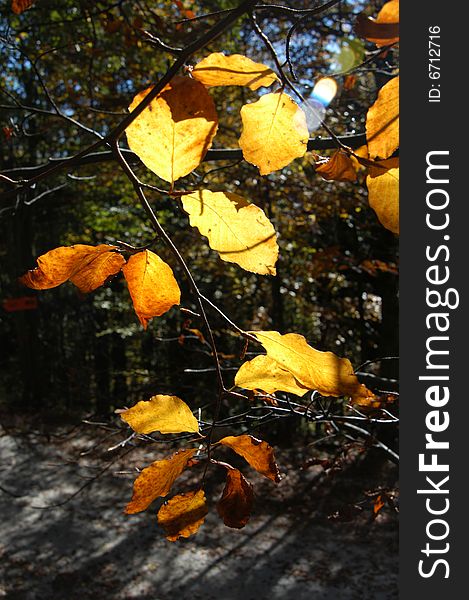 Yellow leaves in autumn with direct sunlight