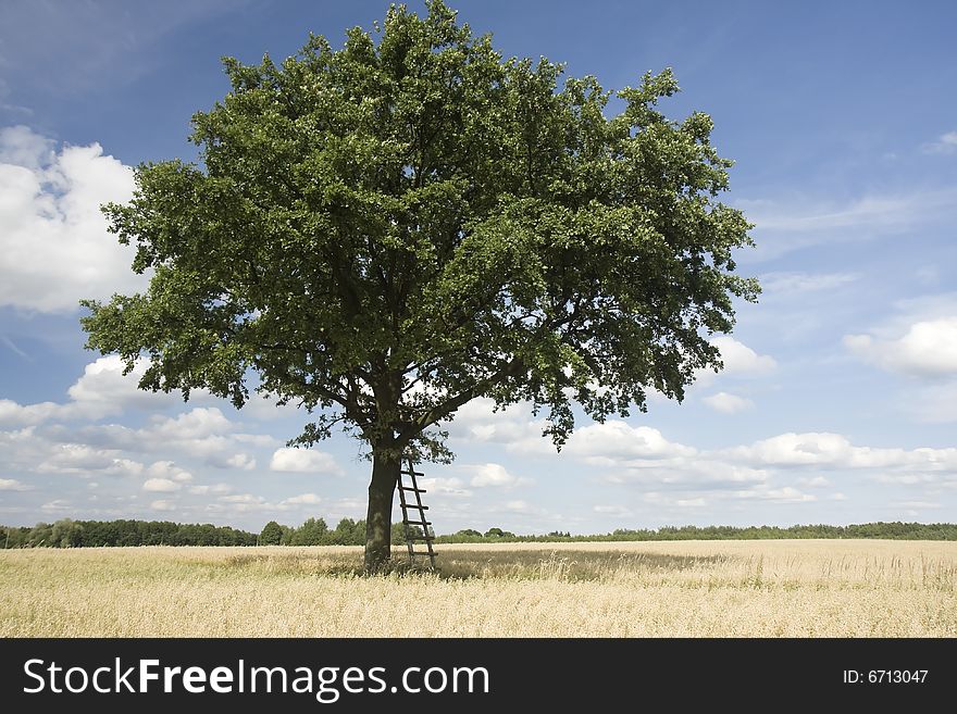 Tree in campaign in the field of wheat