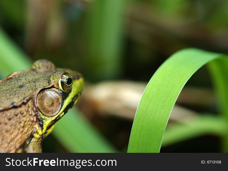 A frog watching over a pond. A frog watching over a pond