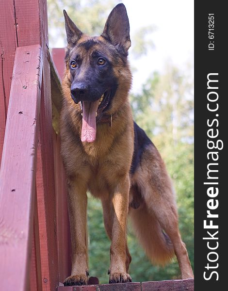 German shepherd on wooden construction