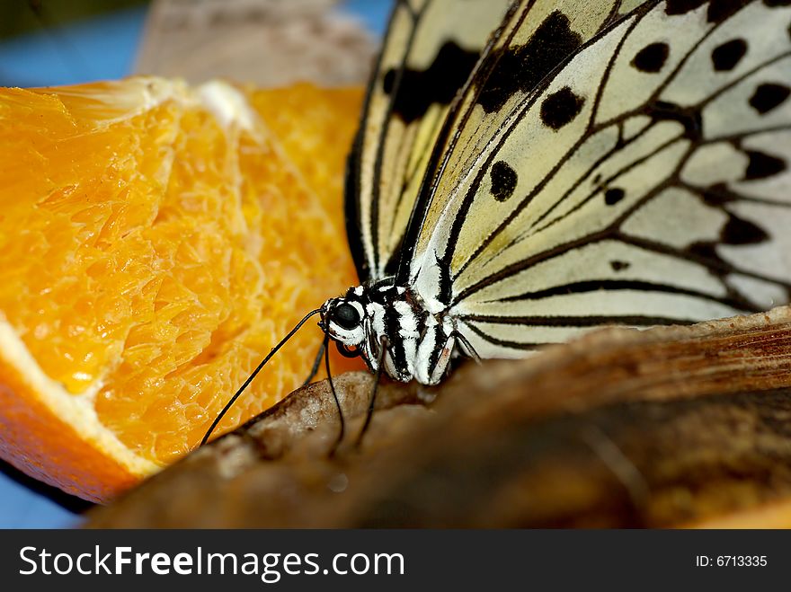 Closeup of a butterfly feeding on fruit. Closeup of a butterfly feeding on fruit