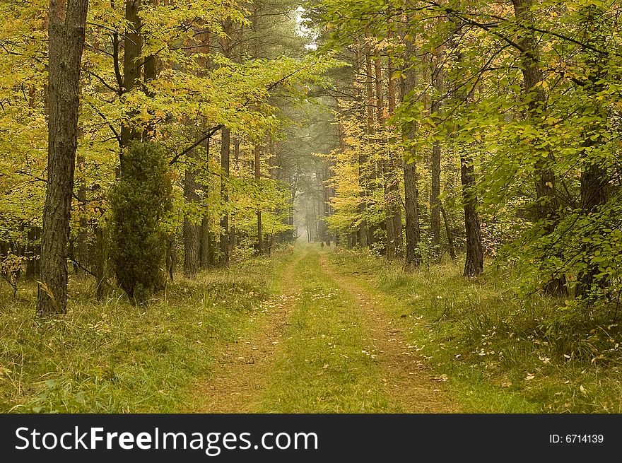Road in unknown among trees - autumn in forest
