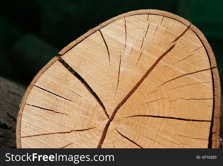 This is a cross section of wood showing tree rings and cracks. This is a cross section of wood showing tree rings and cracks