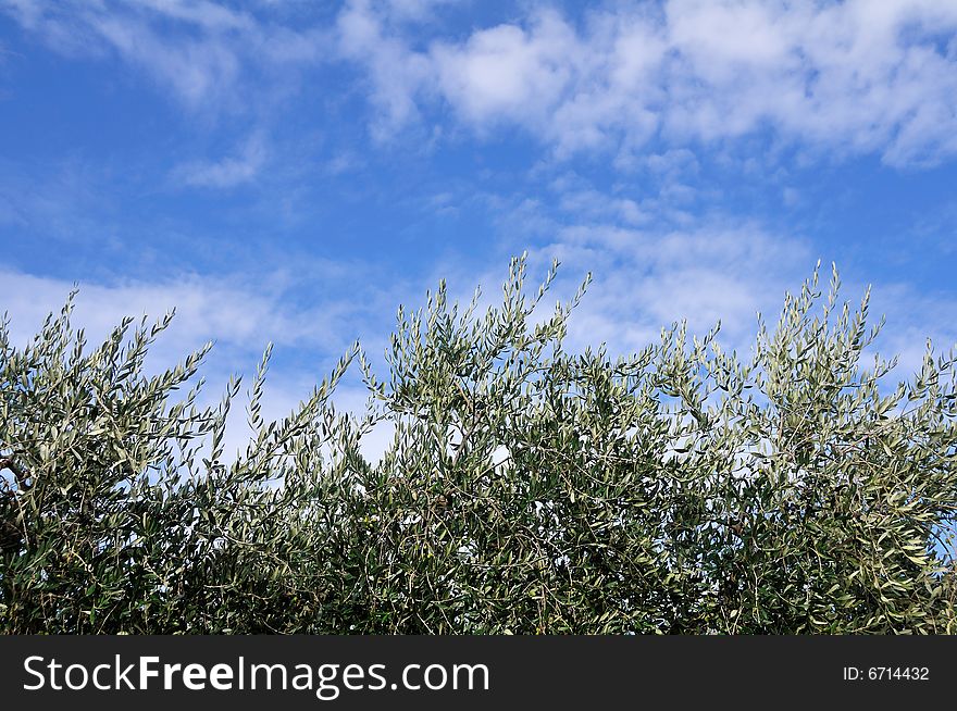 Olive trees symbol of peace towards an azure sky with little clouds. Olive trees symbol of peace towards an azure sky with little clouds