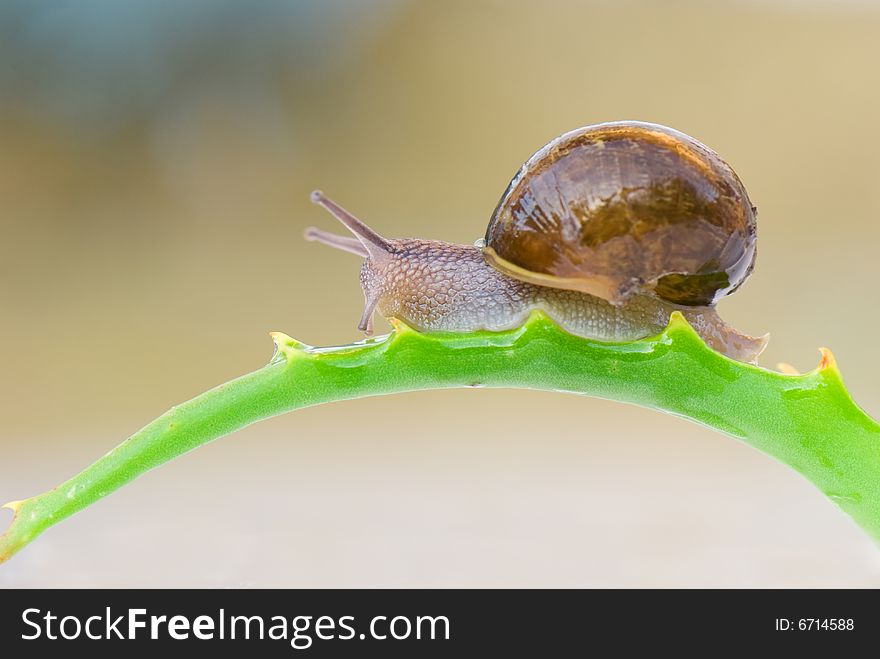 Common garden snail on leaves of aloe