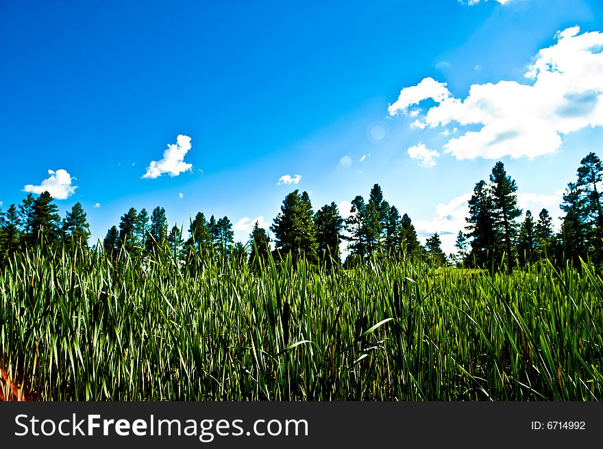 Protected Federal Reserver, near Pinetop AZ. Protected Federal Reserver, near Pinetop AZ.