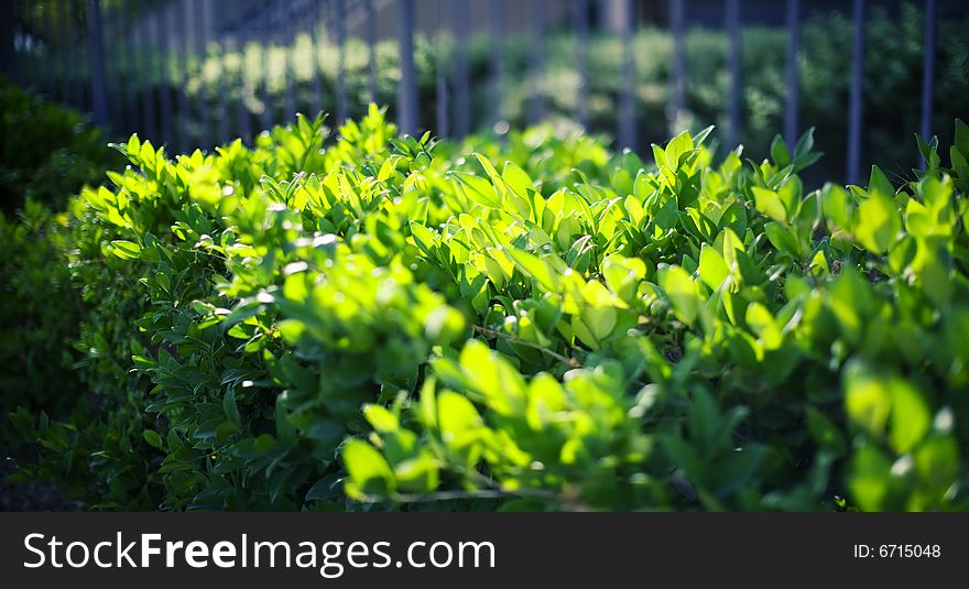 Green leaves with the sunlight coming through the top leaves of the bush against the wall. Green leaves with the sunlight coming through the top leaves of the bush against the wall