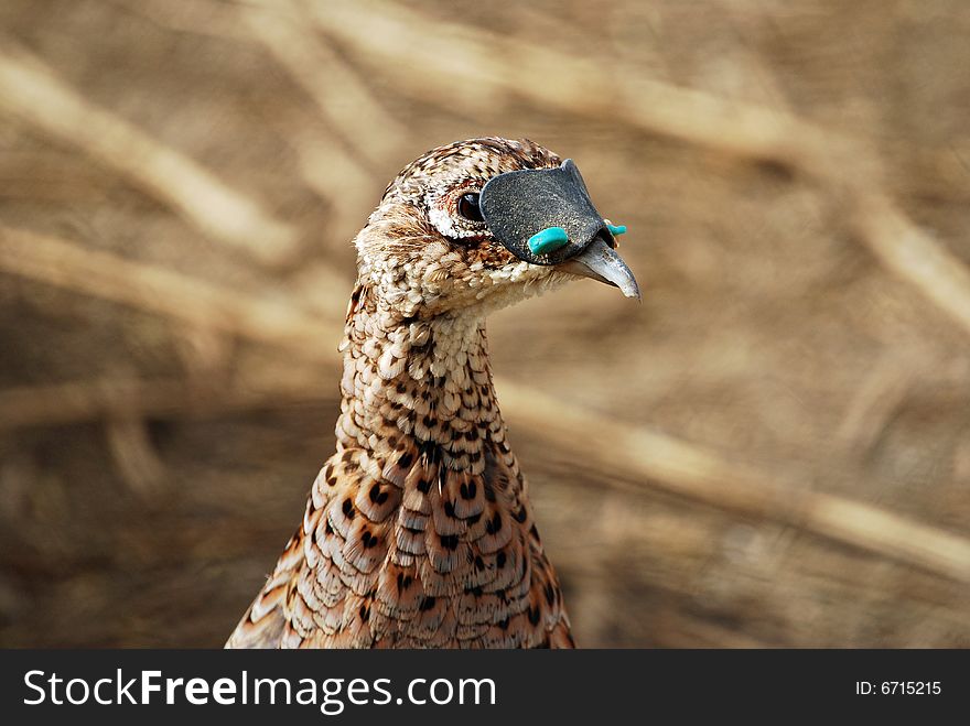 Hen Pheasant at Pheasant Valley Shooting Preserve