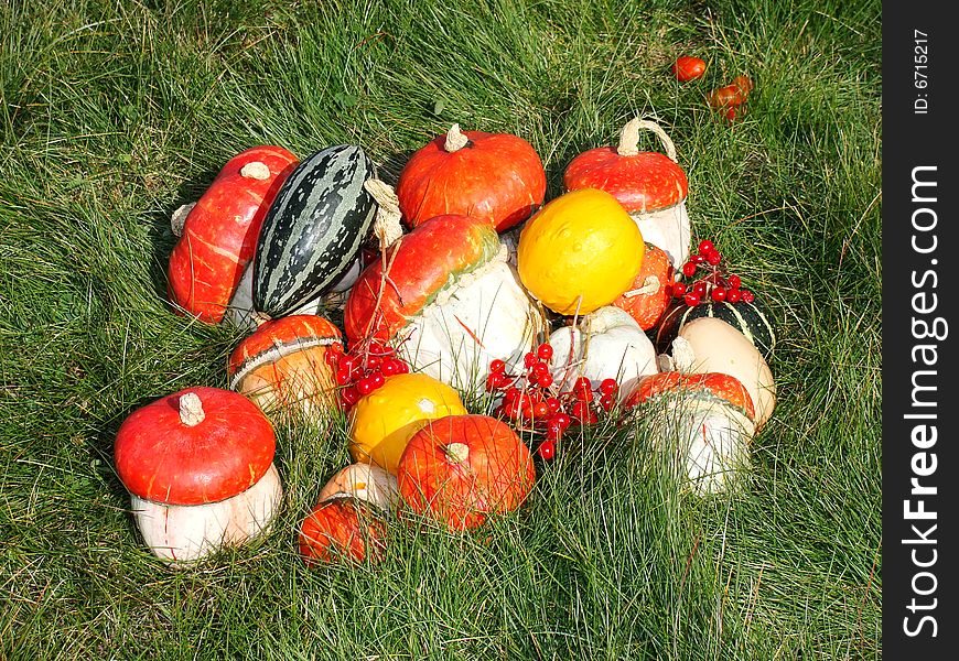 Autumn still-life, pumpkins, grass, the red berries, clear day