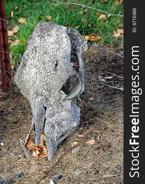 Cow skull decaying on a fence. Cow skull decaying on a fence