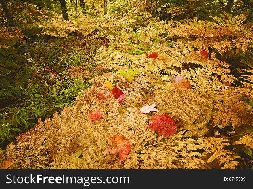 Ferns in the fall in a forest in northern Michigan.