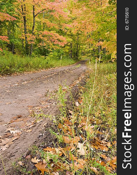 A narrow dirt road winding through the forest with fall colors in the leaves. A narrow dirt road winding through the forest with fall colors in the leaves.